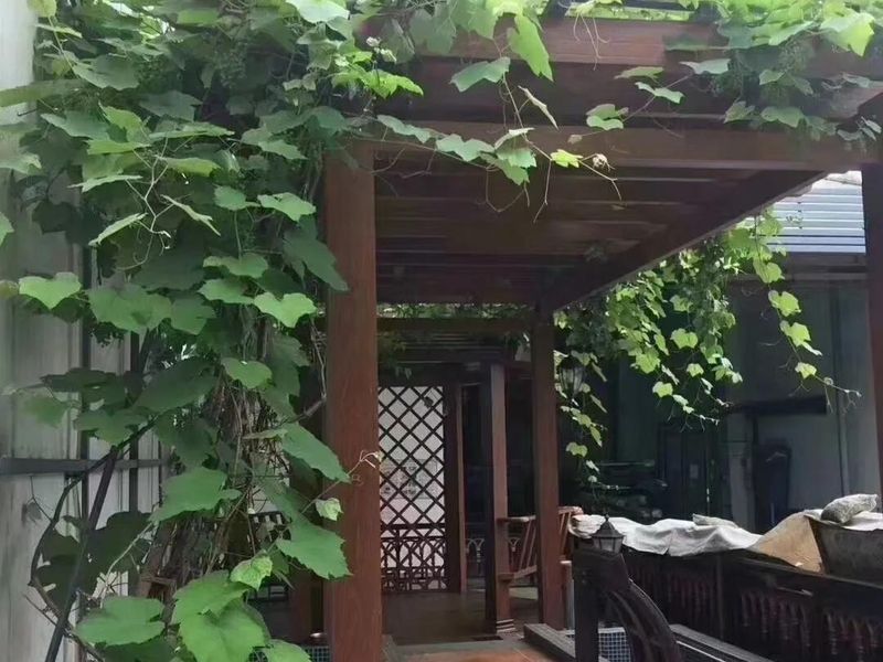 葡萄架